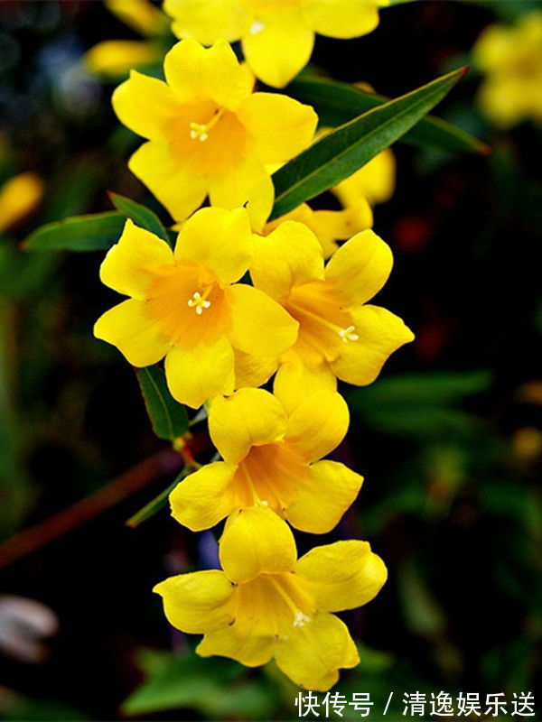 金闪闪|喜欢玫瑰,优选“高档玫瑰”假日公主,金闪闪,寓意快乐美好