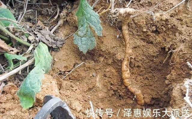 药用价值|李时珍说它“服之面如桃花，轻身不老”，长在路边却少人识