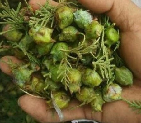 阴虚盗汗|此物是白发变黑的神器，农村人却把它当柴烧，别浪费了