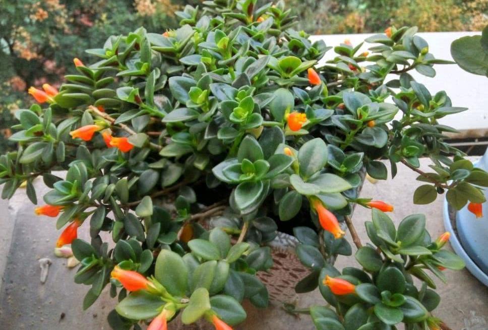 美极了|这款吊兰的花朵形似金鱼,风一吹,游来游去,美极了!