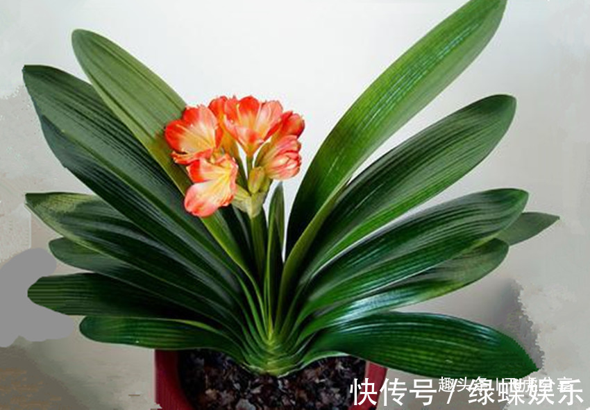 养二十年君子兰一直用此方法,从不烂根,叶片油亮,年年花开