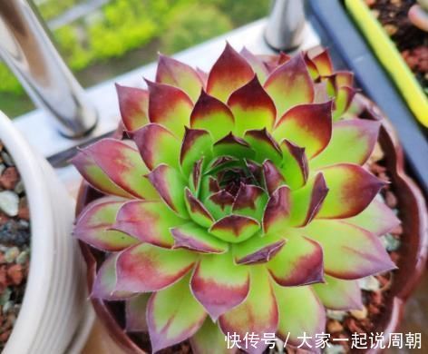 色贼|砰砰疯长的多肉植物,该如何养出好状态用它补水上色贼快