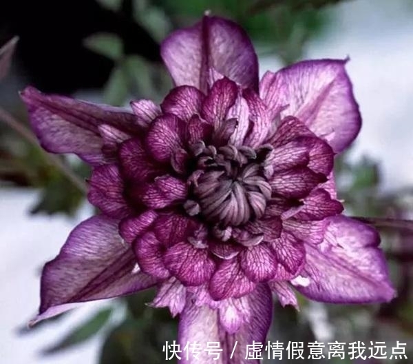 铁线莲中最漂亮的就和品种，有一种就美翻了小院！不要错过！