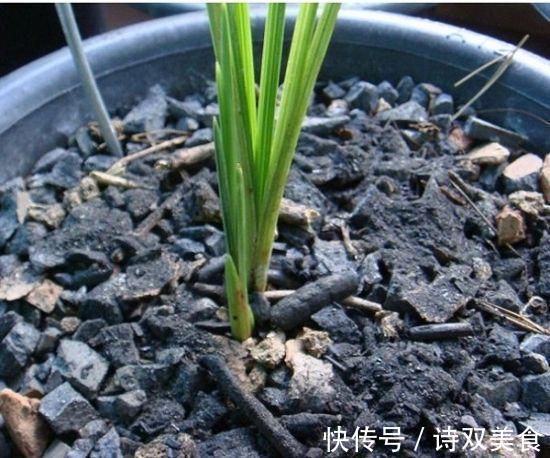 养花就怕“生虫子”，平时浇水加点“它”，杀菌灭虫，放心养花