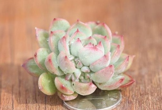 多肉要想养爆盆,选对品种很重要!这些多肉超好养,分分钟养爆盆