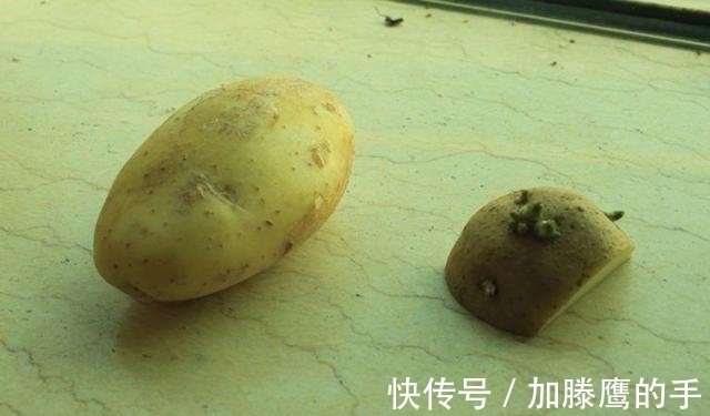 土豆发芽了，到底能不能吃？这么多年一直误解了，作用厉害