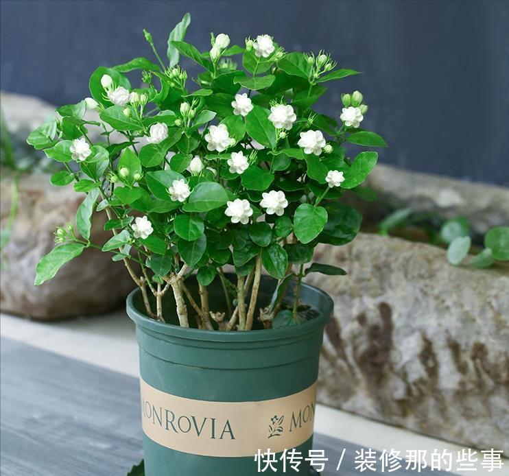 长势|养茉莉栀子花,千万别用2种土,用了就黄叶,养一盆死一盆