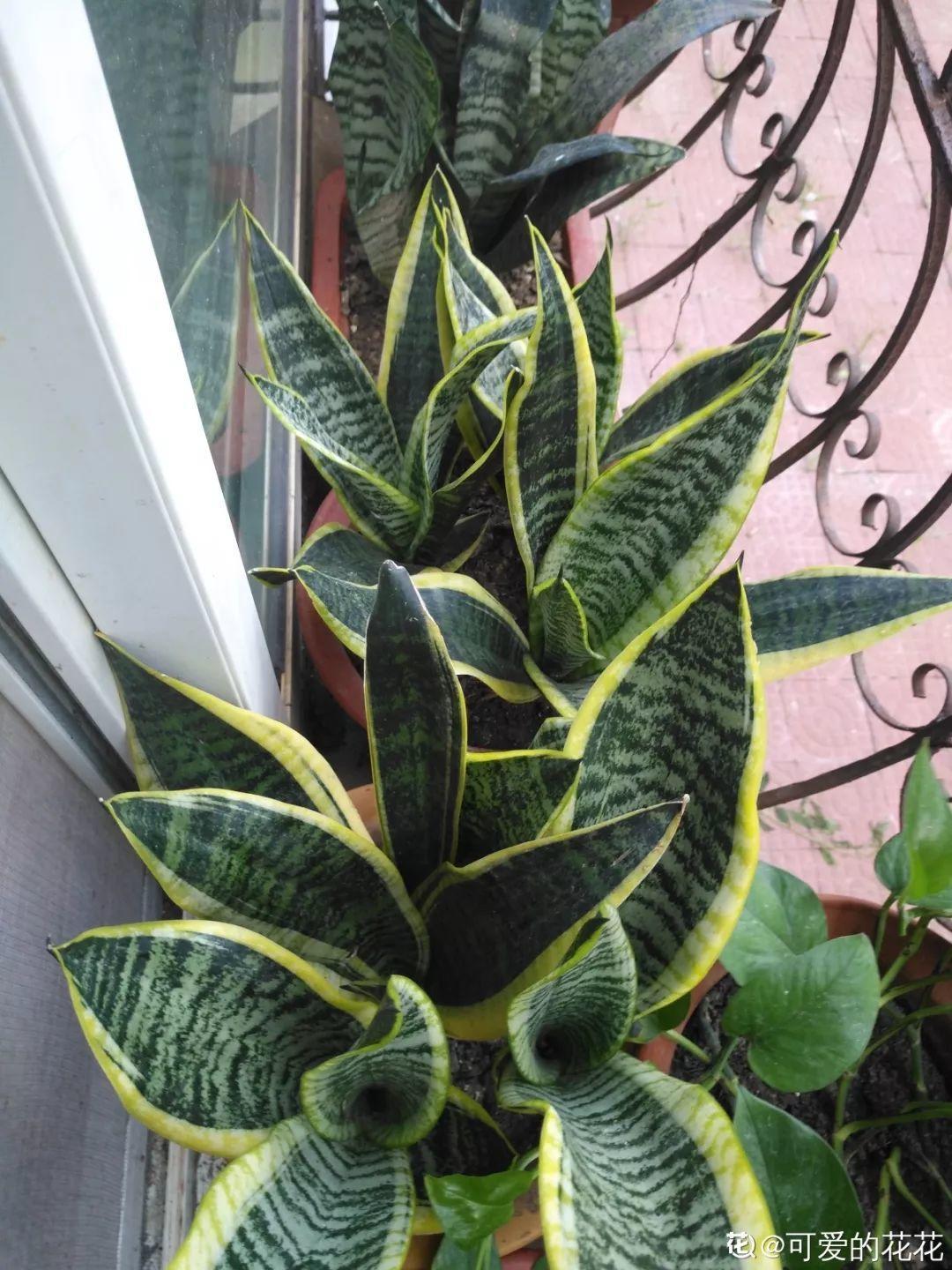 扦插|不用扦插,养花1盆变10盆,把根一掰,成活率翻倍!