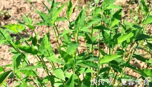 野草|只有老农民才认识的这种野草,长得像竹叶,如今20元一斤成稀罕