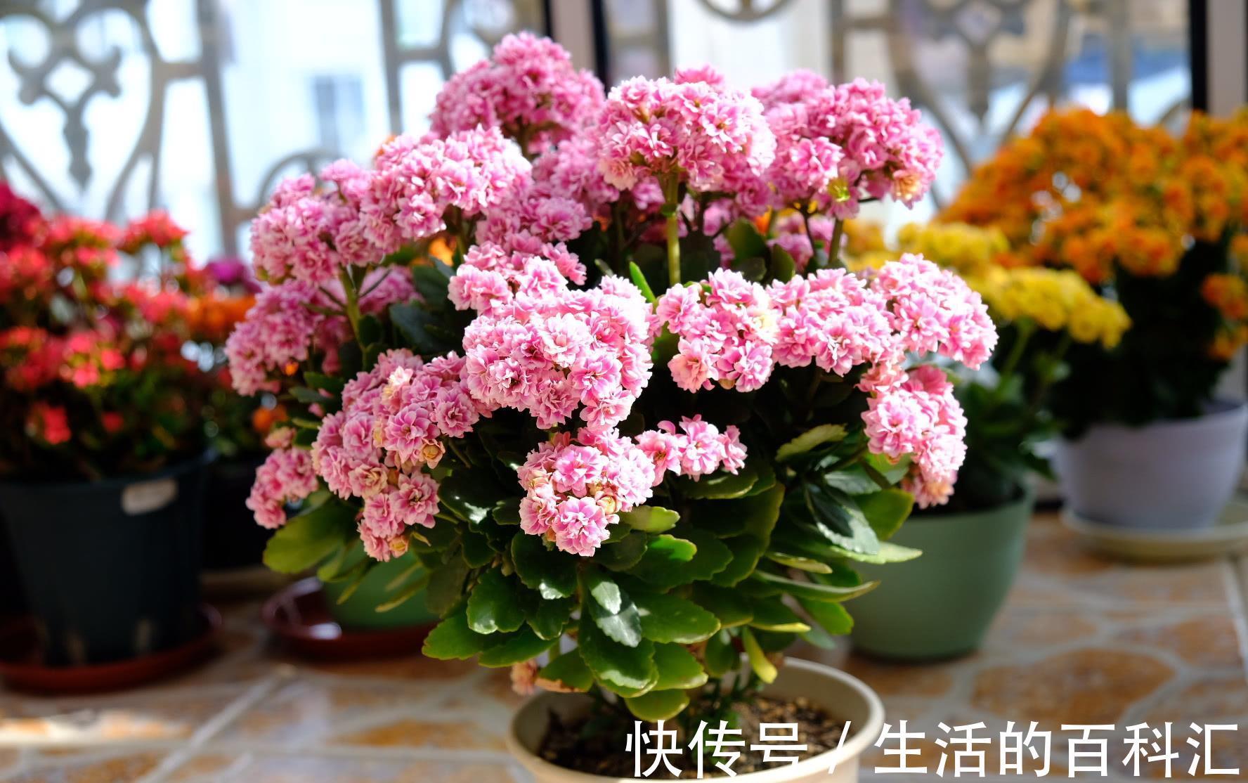 烂根|10种花怕“积水”，养不好，90%是浇水太多，别忽视
