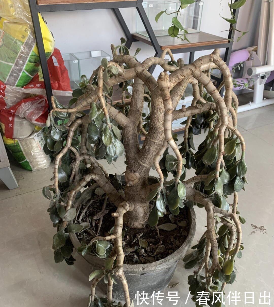 冬天0度下,个个玉树都“趴下”,歪七扭八变“鼻涕”,救不活啦