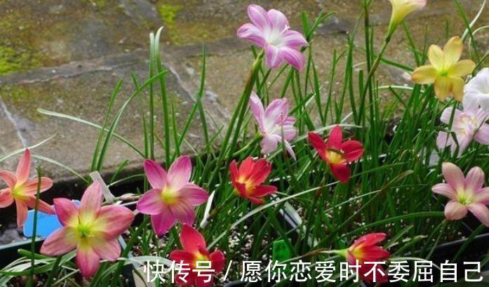 生病|4种花不易生病好养护,开花爆盆很简单,入手不后悔