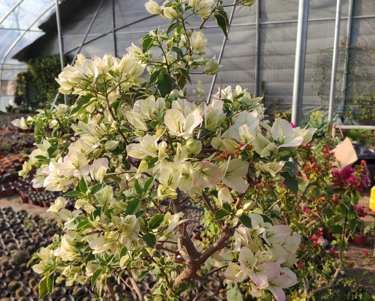 小叶紫|三角梅开过一次就不再开花适当对它“狠一点”,才能快速冒花苞