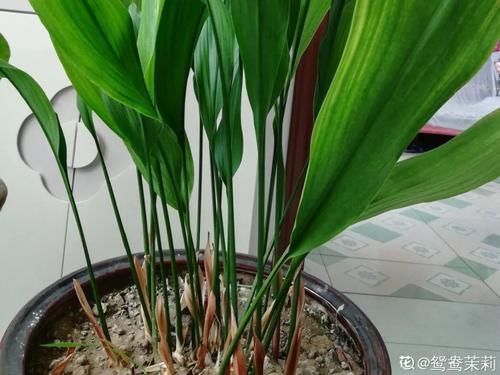 一叶兰|低于5度,6种花一整个冬天不浇水,也能照样活!