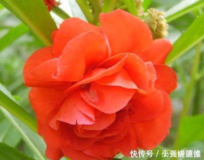 漂亮|几款花卉,花朵美丽漂亮,养在庭院超美的