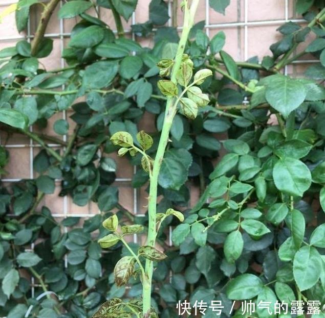 当下月季花管理，“三害一肥”是重点