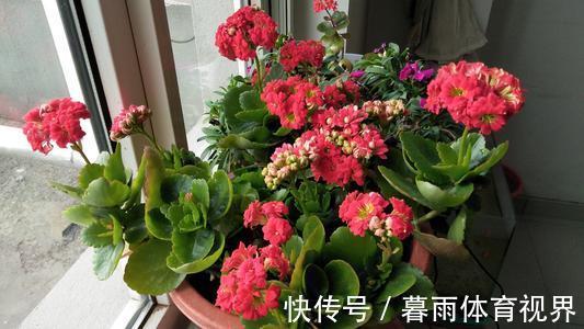 花卉|养花不能太勤快,这些懒人花,小盆种少浇水,越长越美!