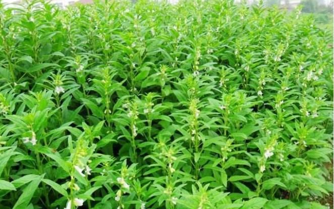 初春天气,可多吃此菜,细纹淡了,赶跑大肚腩,更显年轻!