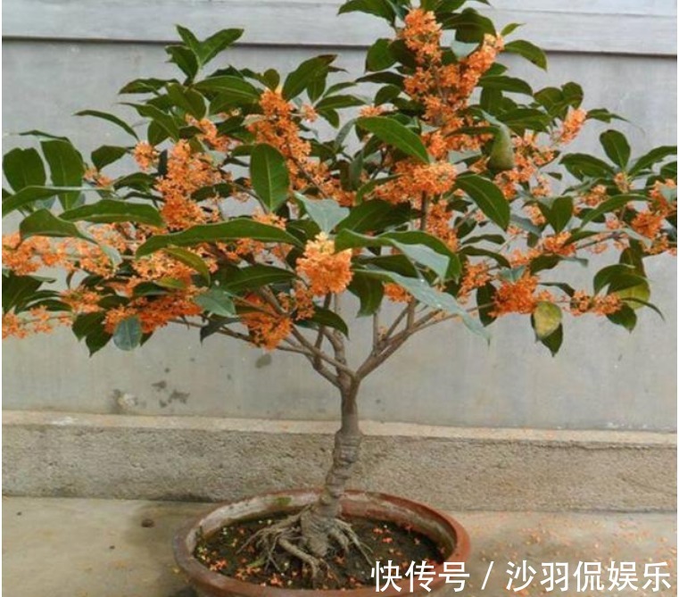 修剪|桂花“迟迟”不开花首先选对苗，再换个位置、施点肥，花开不断