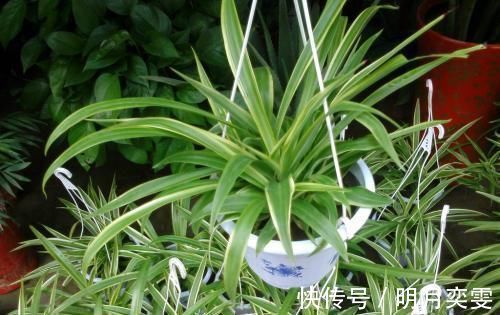 观赏价值|室内采光不够，养花就挑耐阴花，呼呼爆盆