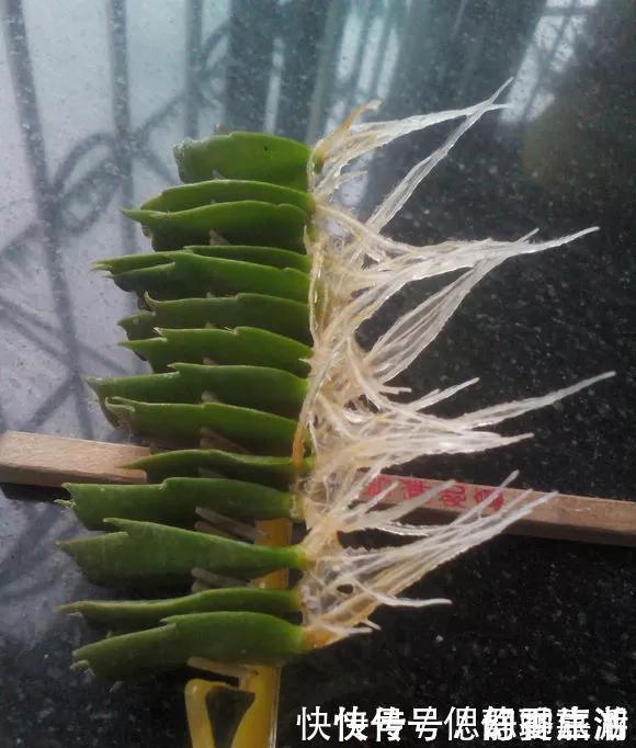 梳子|蟹爪兰插在梳子上,一次50片,大白根呼呼冒,爆盆太过瘾