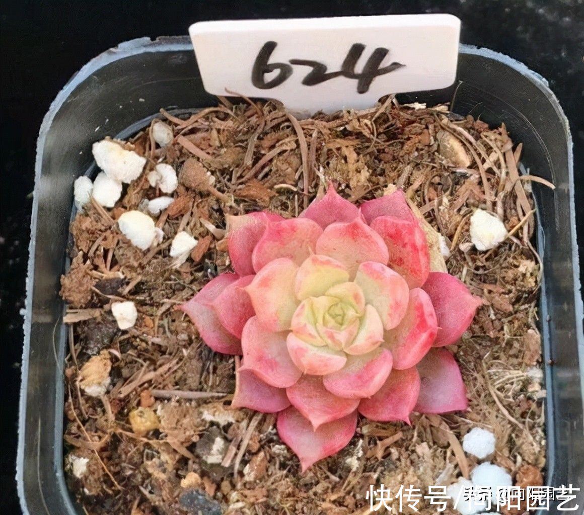 腐殖土|种多肉非要买土吗？不花钱的营养土：腐殖土配松针，顶呱呱好用