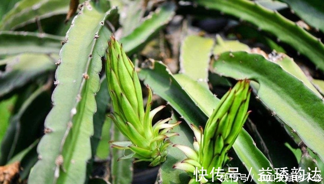 龙骨为什么可以“镇宅”原因只有3点，点点“合人心意”