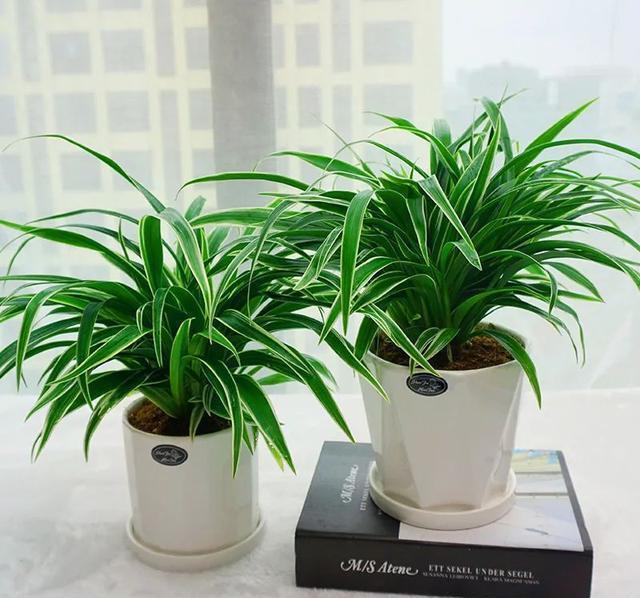 硫酸亚铁|40年老花友的养花浇水秘方,今天分享给大家