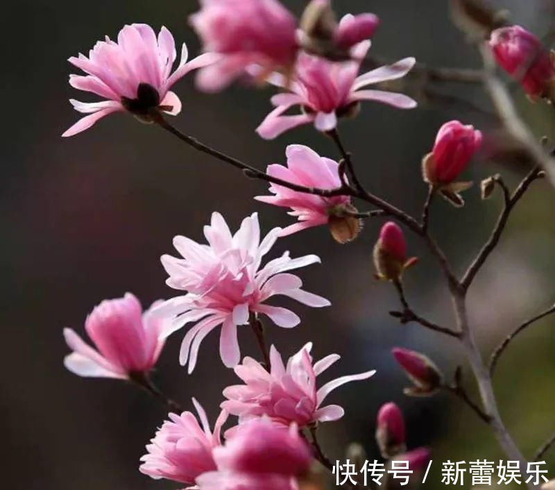 玉兰|家门口种棵“吉祥花”,满树都开花,还有“镇宅”好兆头