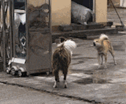 |搞笑GIF图:小哥的技术不错,不但能玩还能清理雪