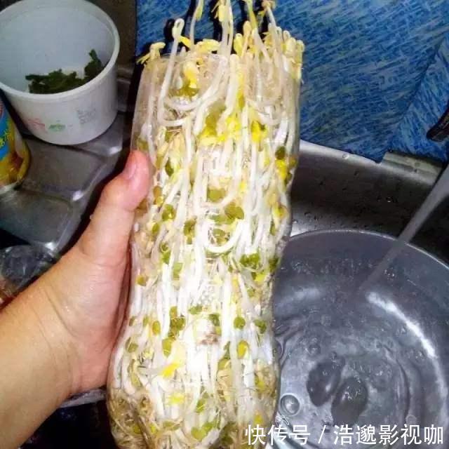 瓶子|想吃豆芽1个“雪碧瓶”就能做，只要花个豆子钱，7天冒出一桶