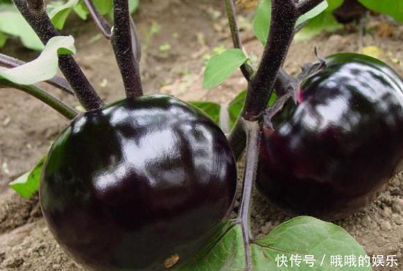 鄉下菜地里茄子根,它的藥用價值高,但農村很多人都忽略了