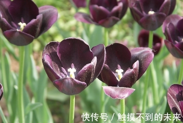 此花被人誉为“夜皇后”，它是神秘高贵的象征，还有独特领袖权力