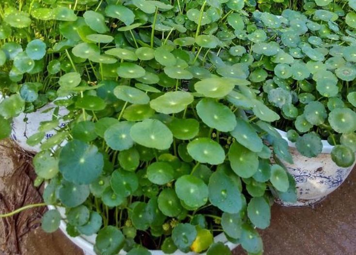 想要”铜钱草“叶片又厚、又大,做好关键2点,呼呼长,挤满盆