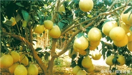 早点|常吃柚子,好处多多,但切莫与一物同食,为了健康要早点了解