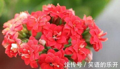 长寿花一直没花苞,啥原因,咋解决