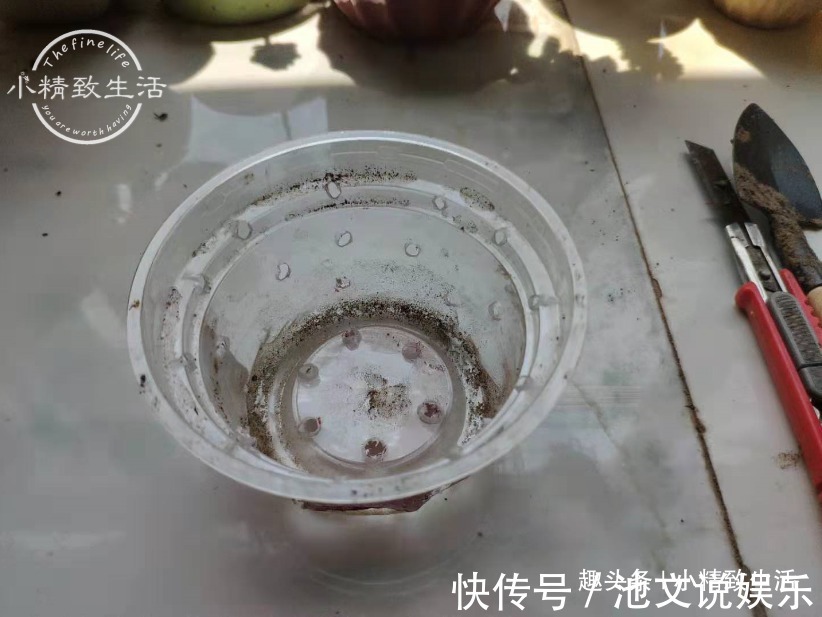 君子兰|1个小方法,让君子兰不再烂根,解决新手浇水难题,浇多了也不怕