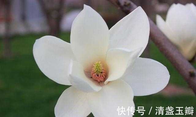 花序|自然界中有些植物的“花序”为什么不尽相同，其中有什么秘密？