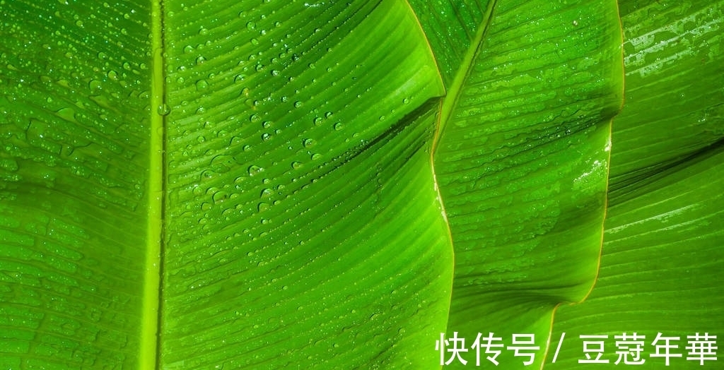 诗句|三首清新的咏芭蕉诗词,韵味悠长,美不胜收