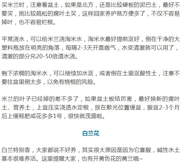 这10种花爱喝醋，浇水加点酸，叶子油亮爱开花！