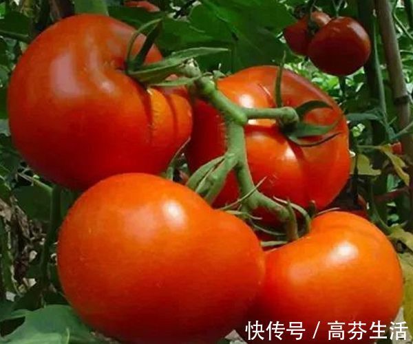 西红柿|如何辨认打了激素的西红柿只需认清3点,就可以放心吃西红柿!