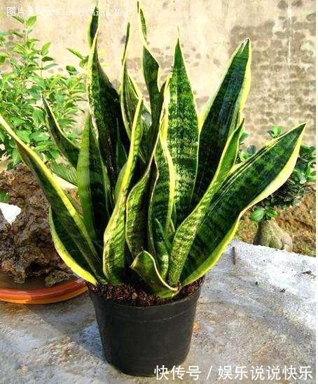 通风换气|养虎皮兰不爆芽,2分钟学会一招,小芽密密麻麻长一盆
