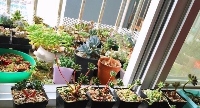 多肉有“三怕”，入冬养护要避开，猛蹿芽冒新根，憋成群生肉墩子
