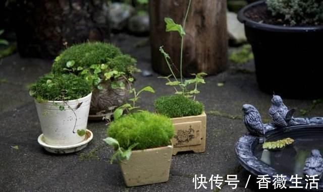 路边挖来的青苔,只需2个步骤,7天长成微景观,比买来的还漂亮