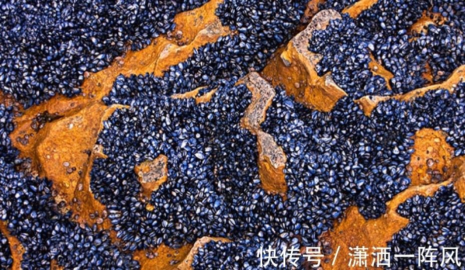 剧毒|比眼镜蛇毒强80倍的剧毒,为何出现在吃了几十年的海鲜里?