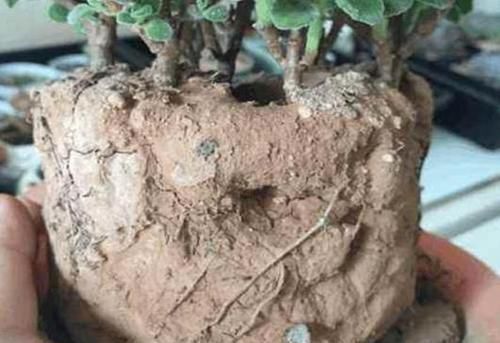 花盆土板结铲不动倒点“它”进去,5分钟变疏松