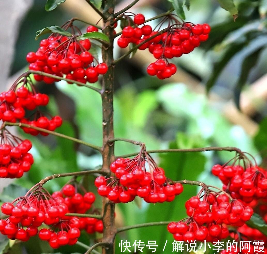 富贵|适合客厅养的5种漂亮花,喜庆大气又吉祥,幸福感满满