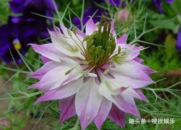 花语#此花花色绚丽，娇美动人的花姿呈现出浪漫色彩，寓意为清新的爱情