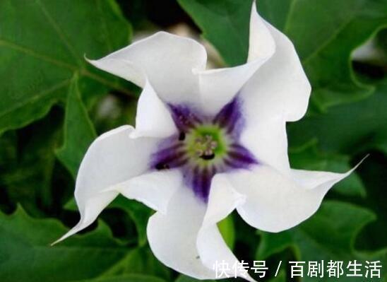 盘点十种招鬼的花,家里有这些花赶紧扔掉