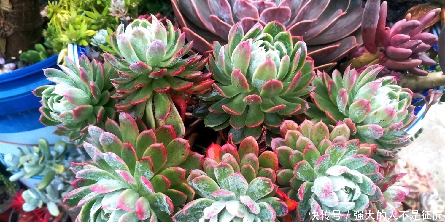 养多肉不用专门买肥料,3种废弃物简单处理,变成多肉最爱的养料